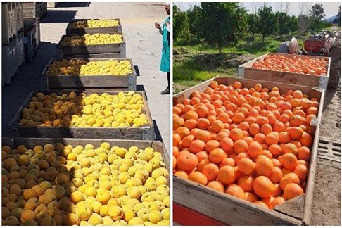 南非最古老的家族企业进军柑橘行业